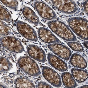 Anti-PHPT1 antibody produced in rabbit 