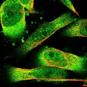 Anti-PHPT1 antibody produced in rabbit 