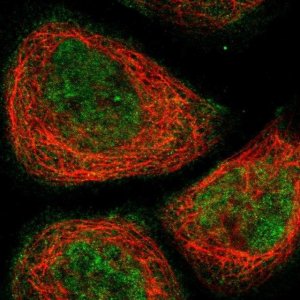Anti-PHTF2 antibody produced in rabbit 