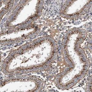 Anti-PI15 antibody produced in rabbit 