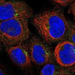 Anti-PIDD1 antibody produced in rabbit 