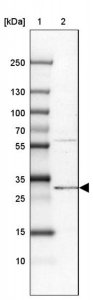 Anti-PIGC antibody produced in rabbit HPA036663-100UL