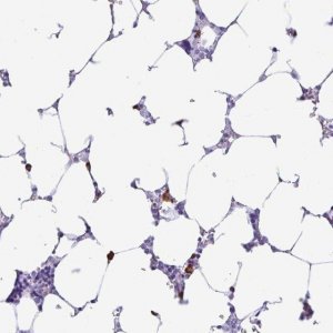 Anti-PIGF antibody produced in rabbit 