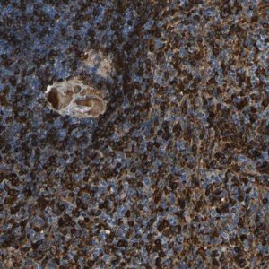 Anti-PIGS antibody produced in rabbit HPA018149-100UL