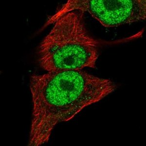 Anti-PIK3CB antibody produced in rabbit 