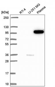 Anti-PIK3CB antibody produced in rabbit 