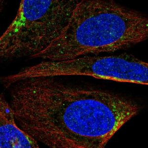 Anti-PIK3R2 antibody produced in rabbit 