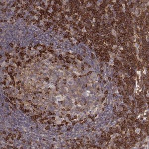 Anti-PILRA antibody produced in rabbit 