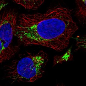 Anti-PILRB antibody produced in rabbit 