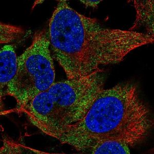 Anti-PIM3 antibody produced in rabbit 