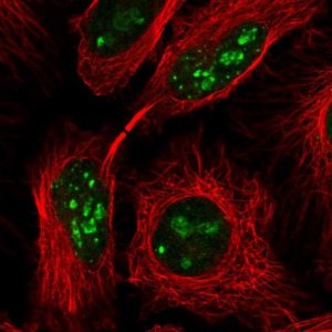 Anti-PIN4 antibody produced in rabbit 