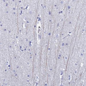 Anti-PIRT antibody produced in rabbit 