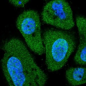 Anti-PITPNC1 antibody produced in rabbit 