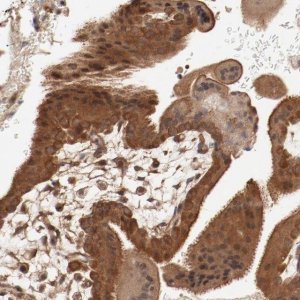 Anti-PITPNM2 antibody produced in rabbit 