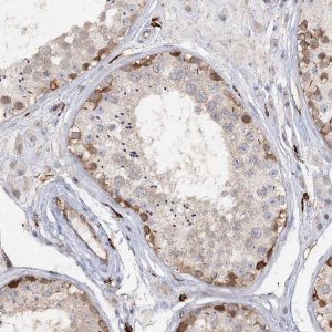 Anti-PIWIL4 antibody produced in rabbit 