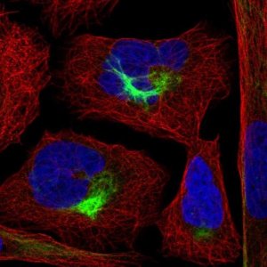 Anti-PJA2 antibody produced in rabbit 