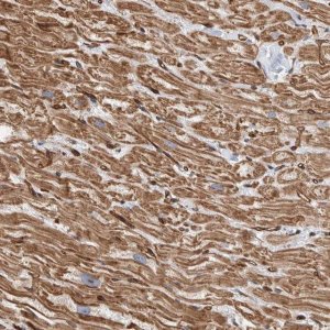 Anti-PKD1L1 antibody produced in rabbit 