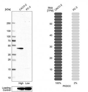 Anti-PKDCC antibody produced in rabbit 