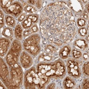 Anti-PKIB antibody produced in rabbit 