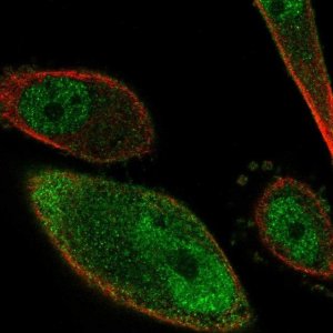 Anti-PKIG antibody produced in rabbit 