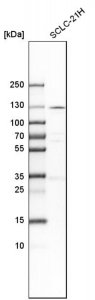 Anti-PKN1 antibody produced in rabbit 