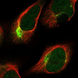 Anti-PKN2 antibody produced in rabbit 