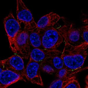 Anti-PKP4 antibody produced in rabbit 