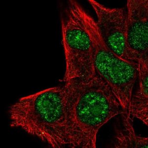 Anti-PLA1A antibody produced in rabbit 