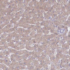 Anti-PLA2G12B antibody produced in rabbit 