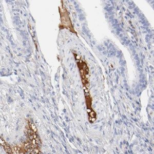 Anti-PLAT antibody produced in rabbit 