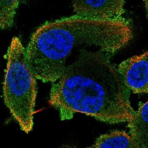 Anti-PLCB2 antibody produced in rabbit 