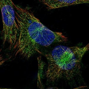 Anti-PLCB4 antibody produced in rabbit 
