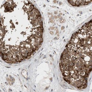 Anti-PLCD1 antibody produced in rabbit 