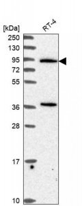 Anti-PLCD3 antibody produced in rabbit 