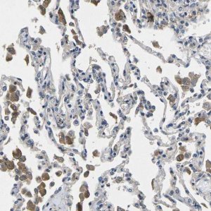 Anti-PLCE1 antibody produced in rabbit 