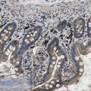 Anti-PLCE1 antibody produced in rabbit 