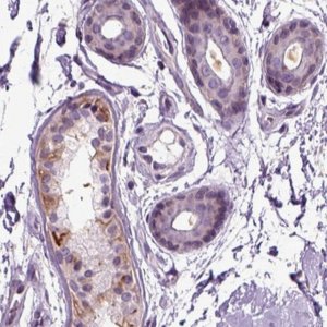 Anti-PLCH2 antibody produced in rabbit 