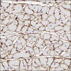 Anti-PLCH2 antibody produced in rabbit HPA003346-100UL