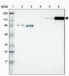 Anti-PLCH2 antibody produced in rabbit HPA003346-100UL