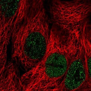 Anti-PLCXD2 antibody produced in rabbit 