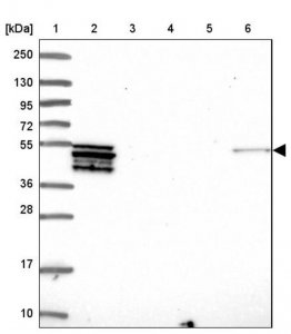 Anti-PLD4 antibody produced in rabbit 