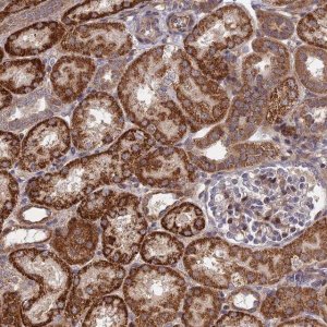 Anti-PLEKHG2 antibody produced in rabbit 