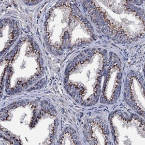 Anti-PLET1 antibody produced in rabbit 