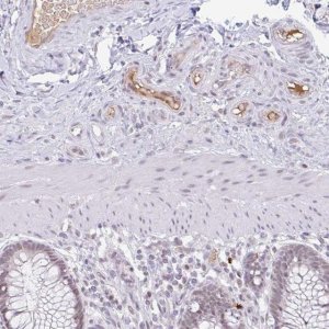 Anti-PLG antibody produced in rabbit 