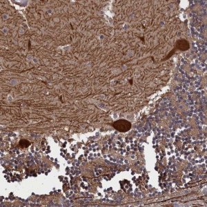 Anti-PLP2 antibody produced in rabbit 