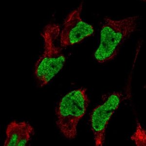 Anti-PLPPR1 antibody produced in rabbit 