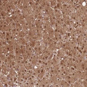 Anti-PLPPR2 antibody produced in rabbit 