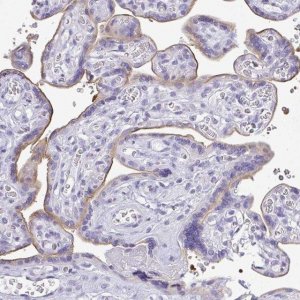 Anti-PLPPR3 antibody produced in rabbit 