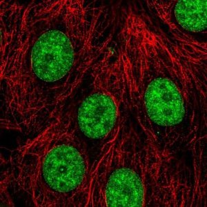 Anti-PLRG1 antibody produced in rabbit 