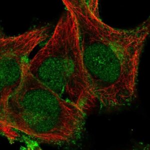 Anti-PLSCR1 antibody produced in rabbit 